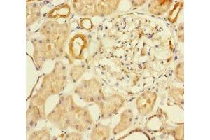 Immunohistochemistry of paraffin-embedded human kidney tissue using ABIN7145574 at dilution of 1:100 (MTHFD2 抗体  (AA 40-250))