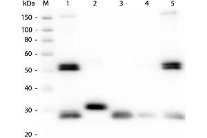 Western Blot of Anti-Rat IgG (H&L) (GOAT) Antibody (Min X Bv Ch Gt GP Ham Hs Hu Ms Rb & Sh Serum Proteins). (山羊 anti-大鼠 IgG Antibody (Cy5) - Preadsorbed)