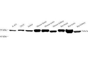 Western blot analysis of Tuba3a (ABIN7076051) at dilution of 1: 500 (Tuba3a 抗体)