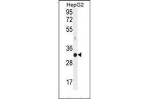Western blot analysis of MED6 Antibody (C-term) in HepG2 cell line lysates (35ug/lane). (MED6 抗体  (C-Term))