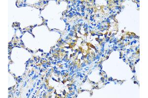 Immunohistochemistry of paraffin-embedded Rat lung using MFGE8 antibody (ABIN6128291, ABIN6143792, ABIN6143794 and ABIN6215931) at dilution of 1:100 (40x lens). (MFGE8 抗体  (AA 1-200))