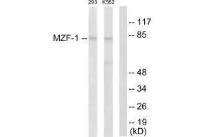 Western blot analysis of extracts from 293 cells and K562 cells, using MZF-1 antibody. (MZF1 抗体  (N-Term))