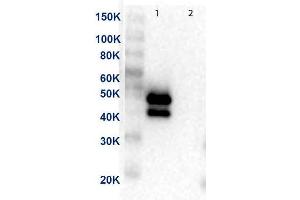 Western Blot of Anti-MEK1 Antibody. (MEK1 抗体  (C-Term))