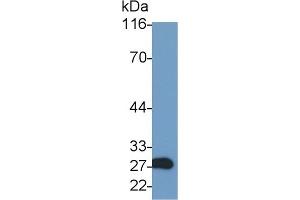 Western Blotting (WB) image for anti-Granzyme A (Granzyme 1, Cytotoxic T-Lymphocyte-Associated serine Esterase 3) (GZMA) (AA 29-260) antibody (ABIN7432142)