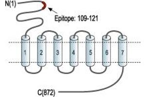 anti-Glutamate Receptor, Metabotropic 2 (GRM2) (Extracellular), (N-Term) antibody