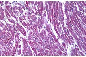 Anti-MDH2 antibody IHC staining of human heart. (MDH2 抗体  (AA 134-246))