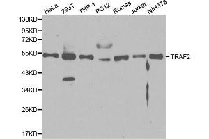 Western blot analysis of extracts of various cell lines, using TRAF2 antibody (ABIN5970352) at 1/1000 dilution. (TRAF2 抗体)