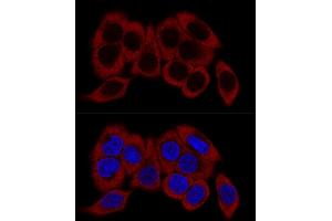 Immunofluorescence (IF) image for anti-Ribosomal Protein L23 (RPL23) (AA 1-140) antibody (ABIN1682575)