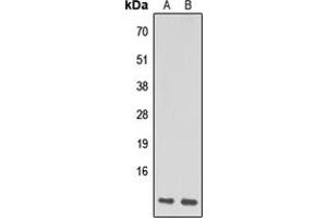 Western blot analysis of NDUFA1 expression in HeLa (A), Raw264. (NDUFA1 抗体  (N-Term))