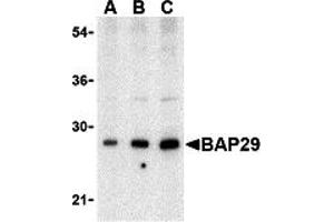 Western Blotting (WB) image for anti-B-Cell Receptor-Associated Protein 29 (BCAP29) (Middle Region) antibody (ABIN1030880) (BCAP29 抗体  (Middle Region))