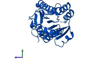 Protein Structure (PS) image for 3-hydroxybutyrate Dehydrogenase, Type 2 (BDH2) (AA 1-245) protein (His tag) (ABIN7552732)