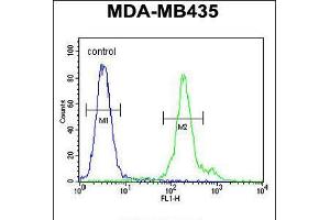 Flow cytometric analysis of MDA-MB435 cells (right histogram) compared to a negative control cell (left histogram). (FBXL14 抗体  (C-Term))