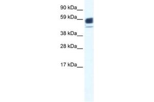 Western Blotting (WB) image for anti-Acetylcholine Receptor Subunit alpha (CHRNA1) antibody (ABIN2461075) (CHRNA1 抗体)
