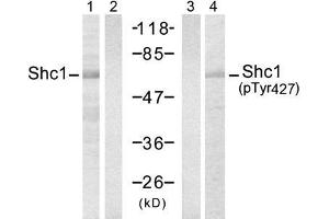 Western blot analysis of extracts from 293 cells, using Shc1 (Ab-427) antibody (E021317, Lane 1 and 2) and Shc1 (Phospho-Tyr427) antibody (E011317, Lane 3 and 4). (SHC1 抗体)
