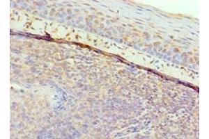 Immunohistochemistry of paraffin-embedded human tonsil tissue using ABIN7153430 at dilution of 1:100 (GAL 抗体  (AA 20-123))
