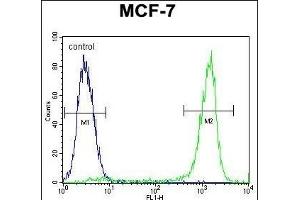 ZN Antibody (Center) (ABIN655374 and ABIN2844929) flow cytometric analysis of MCF-7 cells (right histogram) compared to a negative control cell (left histogram). (ZNF829 抗体  (AA 127-155))