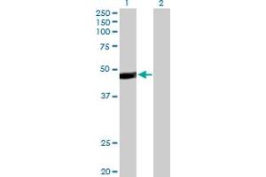 Western Blot analysis of PAX5 expression in transfected 293T cell line by PAX5 MaxPab polyclonal antibody. (PAX5 抗体  (AA 1-391))