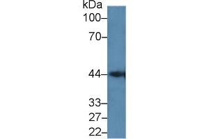 Western Blot; Sample: Mouse Pancreas lysate; Primary Ab: 2µg/ml Rabbit Anti-Human GAL9C Antibody Second Ab: 0. (LGALS9C 抗体  (AA 228-356))