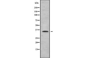 Western blot analysis Olfactory receptor 5AP2 using 3T3/A549 whole cell lysates (OR5AP2 抗体)
