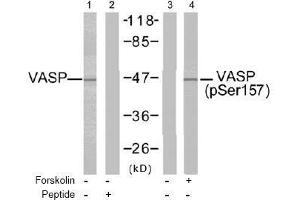 Image no. 2 for anti-Vasodilator-Stimulated phosphoprotein (VASP) (pSer157) antibody (ABIN196950) (VASP 抗体  (pSer157))