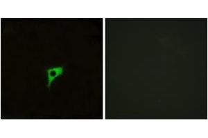 Immunofluorescence (IF) image for anti-Cholinergic Receptor, Muscarinic 2 (CHRM2) (AA 185-234) antibody (ABIN2890806) (Muscarinic Acetylcholine Receptor M2 抗体  (AA 185-234))