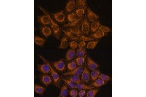 Immunofluorescence analysis of HeLa cells using PYCR2 antibody (ABIN7269766) at dilution of 1:100. (PYCR2 抗体  (AA 271-320))