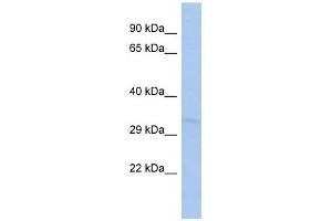 TOMM40L antibody used at 1 ug/ml to detect target protein. (TOMM40L 抗体)