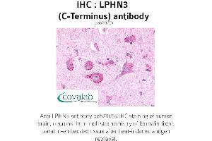 Image no. 1 for anti-Latrophilin 3 (LPHN3) (C-Term) antibody (ABIN1736541) (LPHN3 抗体  (C-Term))