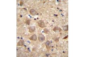 Immunohistochemistry analysis in human brain tissue (formalin-fixed, paraffin-embedded) using PCDHAC2 Antibody , followed by peroxidase conjugation of the secondary antibody and DAB staining. (PCDHAC2 抗体  (Middle Region))