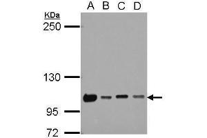 WB Image Sample (30 ug of whole cell lysate) A: 293T B: A431 C: HeLa D: HepG2 5% SDS PAGE antibody diluted at 1:1000 (NKRF 抗体)