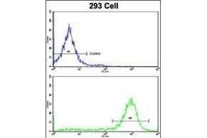 Flow Cytometry (FACS) image for anti-Estrogen-Related Receptor alpha (ESRRA) (AA 131-159) antibody (ABIN652575)