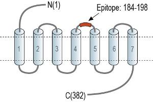 Representative domain view of the target of ABIN7884963.