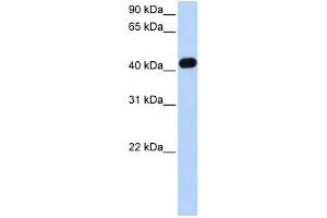 WB Suggested Anti-CKMT2 Antibody Titration: 0. (CKMT2 抗体  (C-Term))