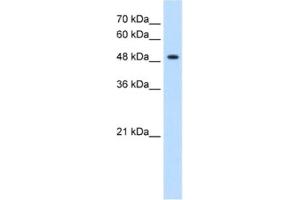 Western Blotting (WB) image for anti-Glycerate Kinase (GLYCTK) antibody (ABIN2463094) (GLYCTK 抗体)