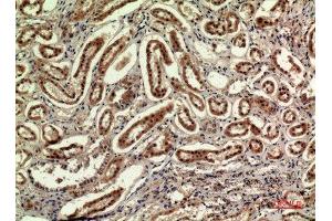 Immunohistochemistry (IHC) analysis of paraffin-embedded Human Kidney, antibody was diluted at 1:100. (IDH1 抗体  (N-Term))