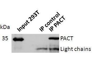 Western blot analysis of PACT expression in lysates of Jurkat cells, astrocytes and 293T cells. (RBBP6 抗体  (full length))