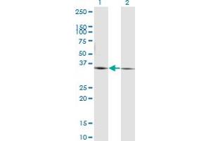 Western Blot analysis of PEX19 expression in transfected 293T cell line by PEX19 monoclonal antibody (M07), clone 2E4. (PEX19 抗体  (AA 1-299))