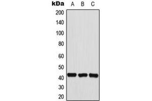Western blot analysis of HEXIM2 expression in HepG2 (A), HeLa (B), A549 (C) whole cell lysates.