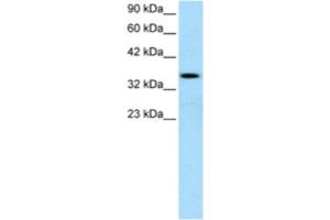 Western Blotting (WB) image for anti-Lymphoid Enhancer-Binding Factor 1 (LEF1) antibody (ABIN2460459) (LEF1 抗体)