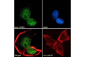 (ABIN184909) Immunofluorescence analysis of paraformaldehyde fixed U2OS cells, permeabilized with 0. (CECR2 抗体  (C-Term))