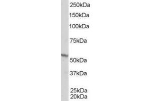 ABIN185296 staining (1µg/ml) of A431 lysate (RIPA buffer, 35µg total protein per lane). (Retinoid X Receptor beta 抗体  (AA 70-83))