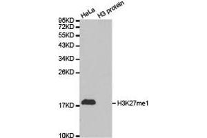 Western blot analysis of extracts of HeLa cell line and H3 protein expressed in E. (Histone 3 抗体  (H3K27me))
