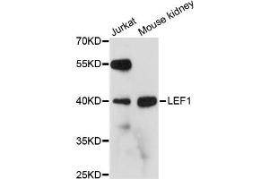 Western blot analysis of extracts of various cell lines, using LEF1 antibody. (LEF1 抗体)
