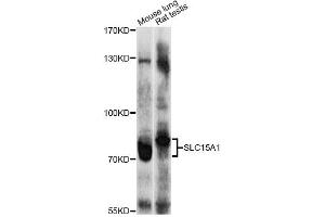 Western blot analysis of extracts of various cell lines, using SLC15A1 antibody (ABIN4905175) at 1:1000 dilution. (SLC15A1 抗体)