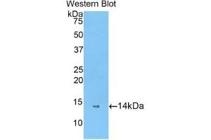 Western blot analysis of the recombinant protein. (PIN4 抗体  (AA 23-130))