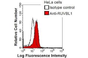 HeLa cells were fixed in 2% paraformaldehyde/PBS and then permeabilized in 90% methanol. (RUVBL1 抗体)