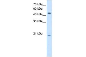 BLK antibody used at 2.