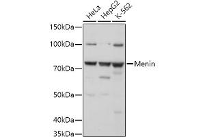 Western blot analysis of extracts of various cell lines, using Menin antibody (ABIN7268698) at 1:1000 dilution. (Menin 抗体  (AA 266-615))