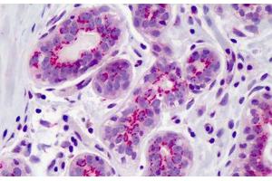 Anti-PPAR Delta antibody IHC of human breast. (PPARD 抗体  (AA 39-54))