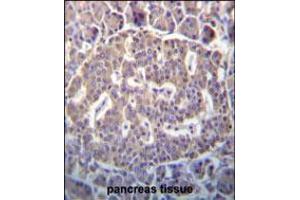 SCYL1 Antibody immunohistochemistry analysis in formalin fixed and paraffin embedded human pancreas tissue followed by peroxidase conjugation of the secondary antibody and DAB staining. (SCYL1 抗体  (N-Term))